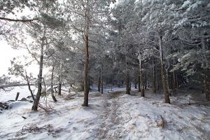Randonne en Aubrac avec la neige