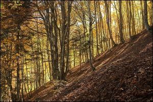 Couleurs d'automne