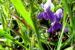Violettes printanires en Aubrac