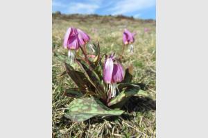 Fleurs d'Aubrac en Lozre Col de Bonnecombe et Lac de Born