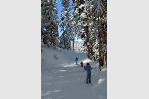 Ski de fond dans la fort sur le domaine de Payolle