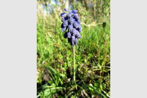 Muscari: fleur lors de la randonne  Estaing