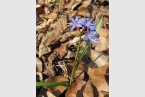 Fleur des sous bois, randonne  Ampiac
