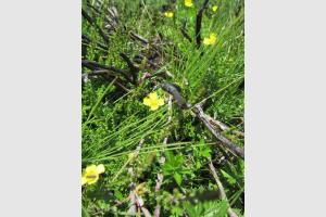 Randonne Aubrac: la nature reprend ses droits