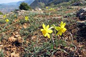 Jonquilles vu depuis l'aire de vision de Brunas - Millau