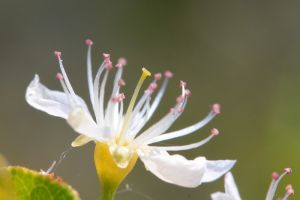 La nature se rveille dans le cirque de Navacelles