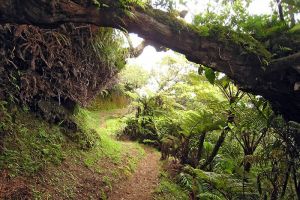 Randonne au Mont Aorai  Tahiti