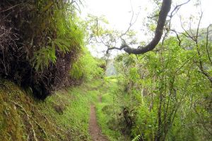 Randonne au Mont Aorai  Tahiti