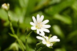 Fleur au col de Tentes