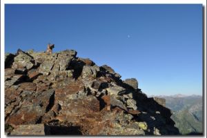 Petits voisins de l'Arr�-Sourins