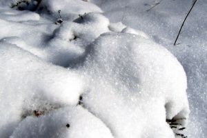 Neige dans la fort d'Aubrac