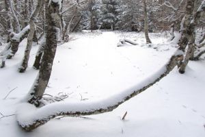 Neige de janvier sur la fort de Laguiole en Aubrac