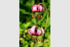 Fleur de montagne : Lis Martagon dans les Alpes
