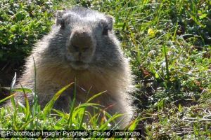 Marmotte