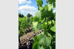 Feuilles de vignes de St Emilion