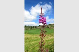 Fleur d'Aubrac, prs de la Cascade du Droc