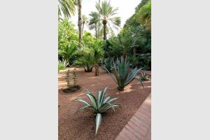 Jardin Majorelle  Marrakech