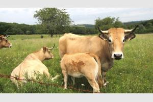 Vaches d'Aubrac, prs de Laguiole