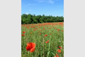 Champs de coquelicots prs de Villefranche du Prigord