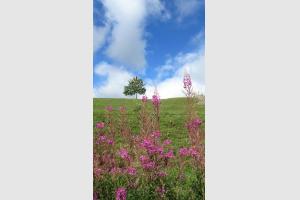 Paysage d'Aubrac