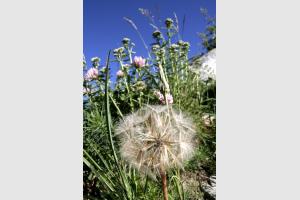 Alpes, randonne fleurie