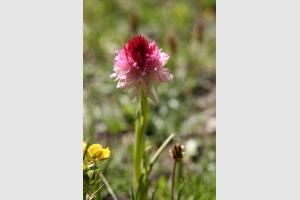 Fleur des Alpes