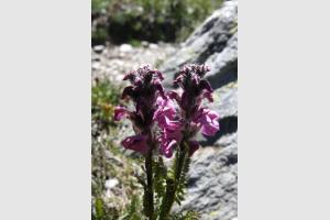 Fleur dans les Alpes