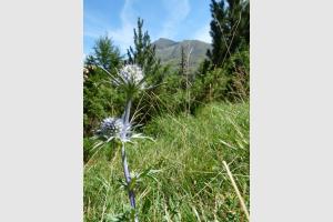 chardon bleue des pyrnes