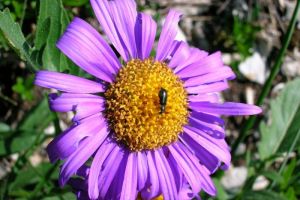 Aster