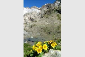 Glacier Blanc et lac Tucket dans les Alpes