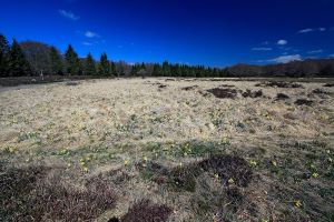 Fret domaniale de Laguiole sur l'Aubrac