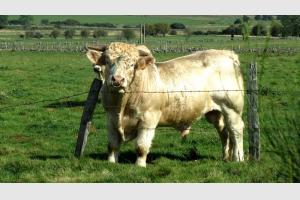 Taureau de race Aubrac