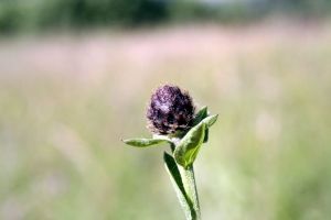 Macro au Col de Tentes