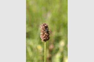 Macro d'insecte sur plante