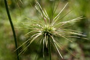 Plante dans les Alpes