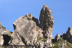 Capran de Tortes