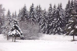 Sapin Aveyronnais sur l'Aubrac
