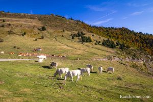 Vaches au col d'Aspin dans les Pyrnes