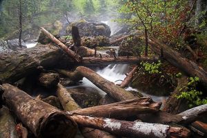 Troncs d'arbres dans la rivire
