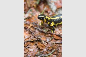 Salamandre dans les sous-bois