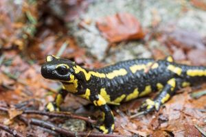 Salamandre dans les Hautes-Pyrnes