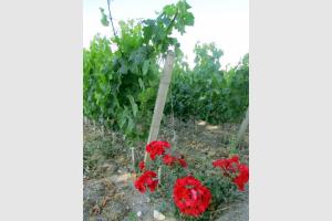 Dans les vignes de Saint Emilion en Gironde