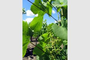 Feuilles de vignes de St Emillion en Gironde