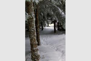Neige sur le sentier botanique de Laguiole