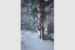 Beaucoup de neige sur le sentier et sur les arbres