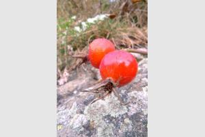 Cynorrhodon dans la monte aux lacs Palluel et Faravel
