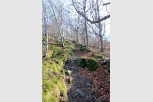 Le sentier monte dans la fort