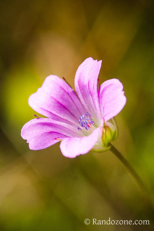 Fleur des Pyrnes