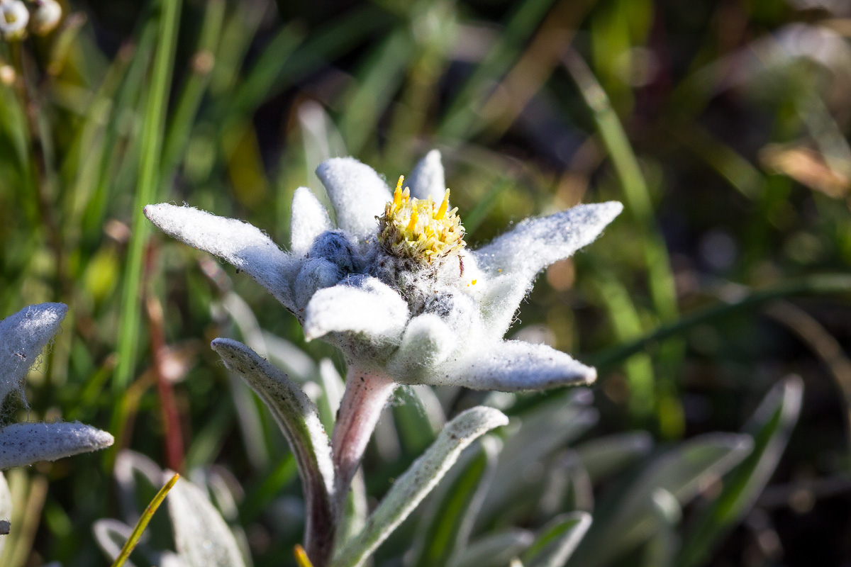 Edelweiss dans les Hautes-Alpes