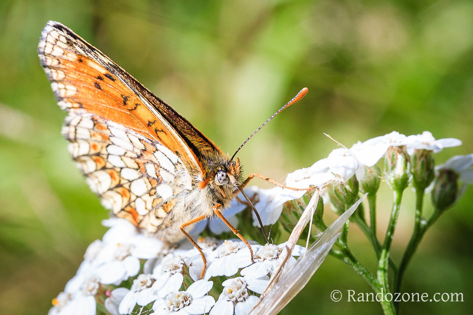 Papillon dans les Pyrnes